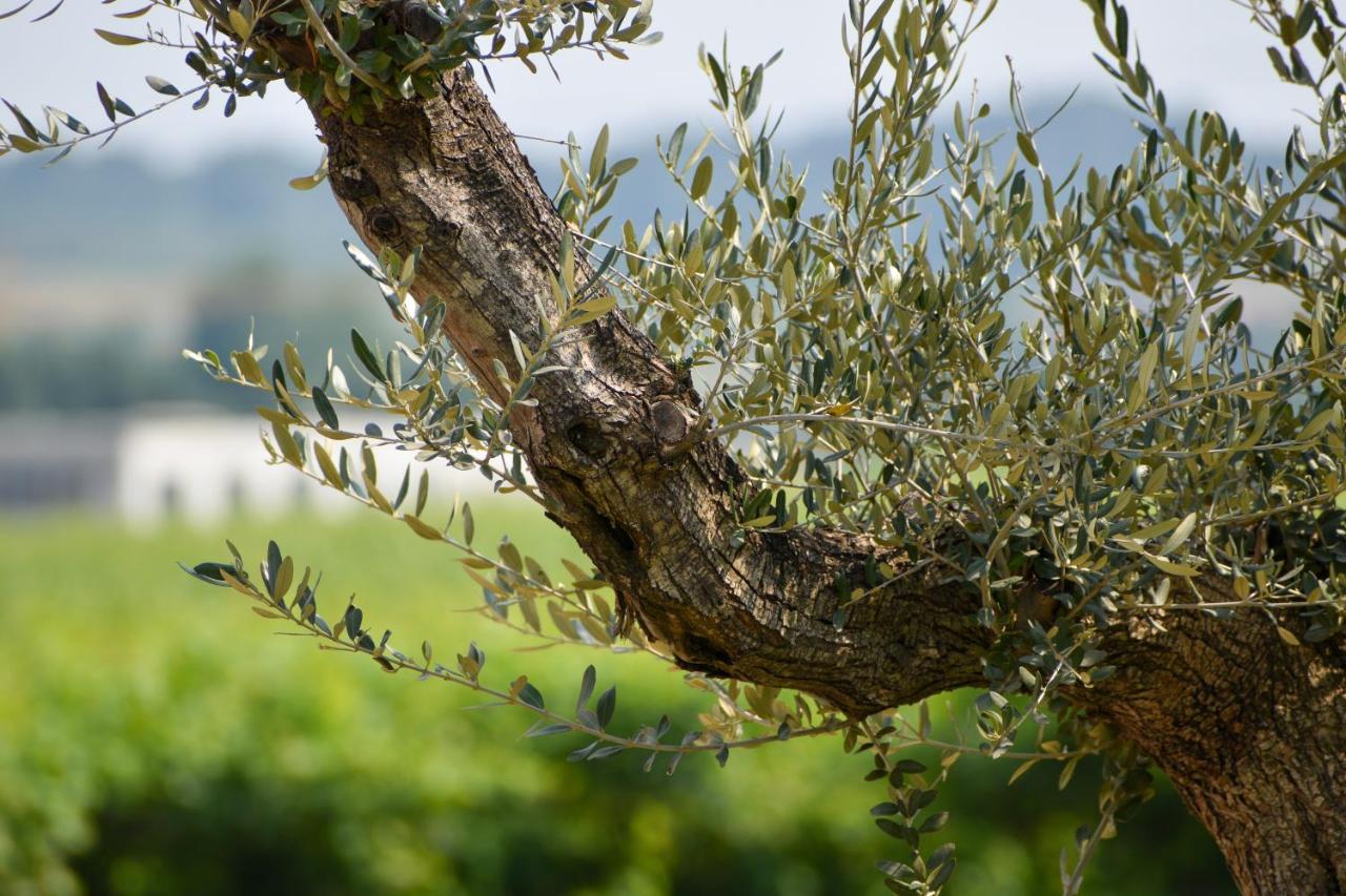 Bed And Breakfast Le Giale Castelnuovo del Garda Exterior foto